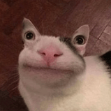 Avatar of Benito Potato