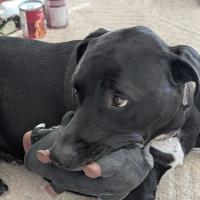 Avatar of bigbearsdad