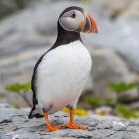 Avatar of bigbelugaboi