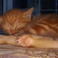 Avatar of Vy Nguyen Binh