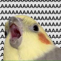 Avatar of birb_memes