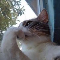 Avatar of Aldous Apk