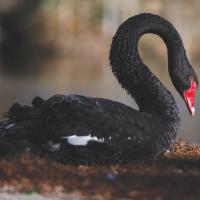 Konstantin Dolgitser's avatar