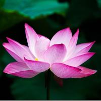 Avatar of BloomingBud
