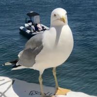 Avatar of Hugo Pinto Correia