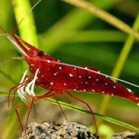 Avatar of Adam Mantium