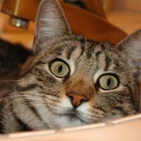 Lennart Bjorksten's avatar