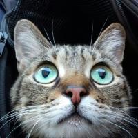 Avatar of Stéphanie Le Roy