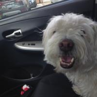 Avatar of Bryan Shapiro