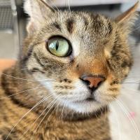 Buket Tandogan's avatar