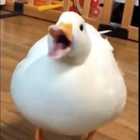 Avatar of Burak Baki