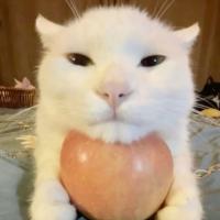 apple cat