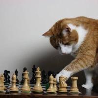 Avatar of californication