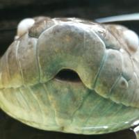 Avatar of Daniele Tucciarone