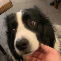 Avatar of Albano Leci