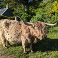 Avatar of Captain_Cobain