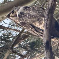 CaptainChrush's avatar