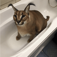 Dariusz Dziewonski's avatar