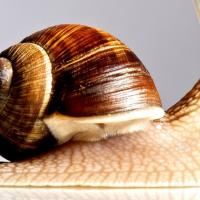 Avatar of Caracolsalado