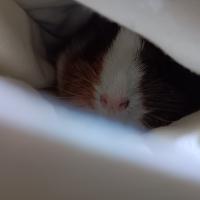 Avatar of Mihail Dirva