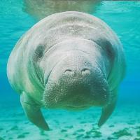 Avatar of castadeeva