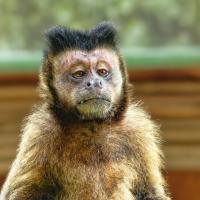 Avatar of Santiago Castellaro