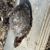 Avatar of Chally_Foux