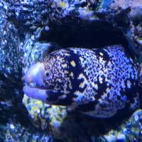 Avatar of Charlie Campbell