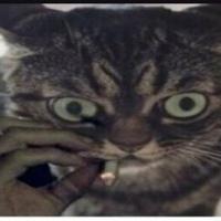 Avatar of Chekannikov