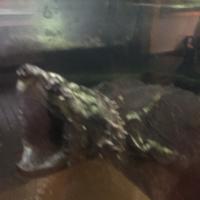 Andrew Tichenor's avatar