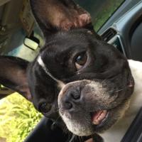 Alessandro Rodrigues Da Silva's avatar