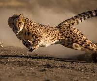 Avatar of chessrush123