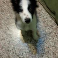 Avatar of CHESTERFIELD10 ALEJANDRO