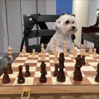 Avatar of chickensnak