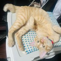 Narquingden Reyes's avatar