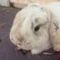 Matthew Guo Diao's avatar