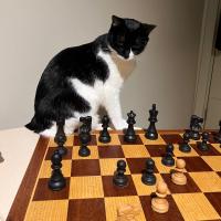 Cem Kaan Gokerkan's avatar