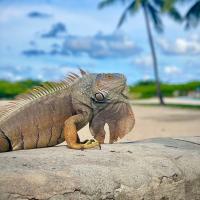 Avatar of CodreanuCampion