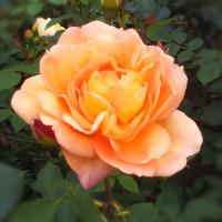 Avatar of Wilfred Watson