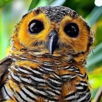 Avatar of Malkhaz Sulashvili