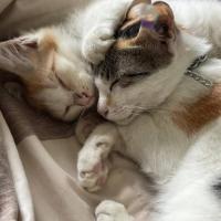 Avatar of danielsonzee