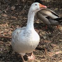 Avatar of David Hodkinson