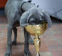 Avatar of Darko Jelen