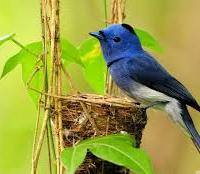 Avatar of dinesh babu