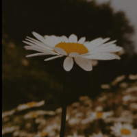 Avatar of Minal Fatimah