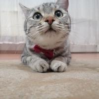 Avatar of Ramazan kural