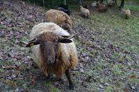 Avatar of deriveepartielle