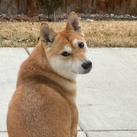 Daniil Fedunov's avatar