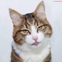 Nguyen Anh Dung's avatar