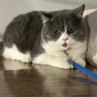 Avatar of discountimposter